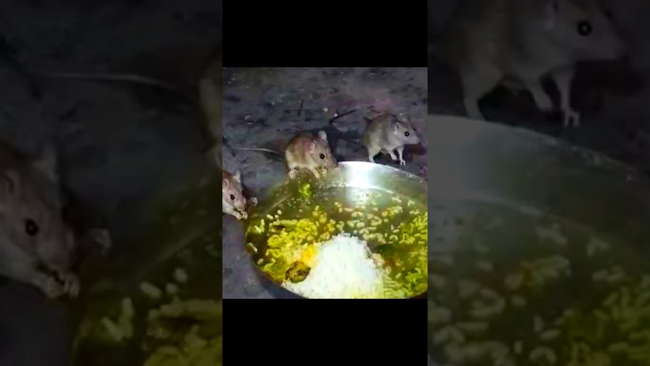 rat 🐀 group eating 🍴 