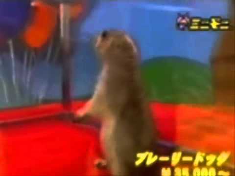 Dramatic chipmunk - complication
