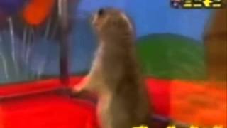 Dramatic chipmunk - complication