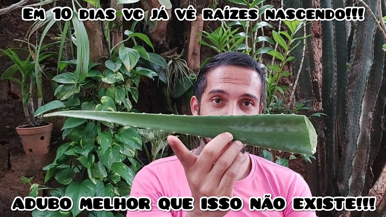 EM 10 DIAS SUAS ORQUÍDEAS VÃO ENCHER DE RAÍZES NOVAS E BROTOS!!!