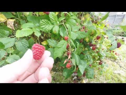 Fruit