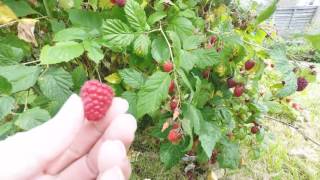 Fruit Picking Each Year In My Garden