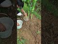 Turn waste into treasure! Bottle as Corn Fertilizer