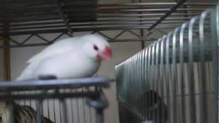 Rice Bird 　Kyara And Keru