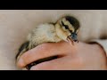 Rescuing an abandoned baby mallard duck