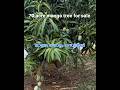 #nice mango tree for sale മാവിൻ തോട്ടം വിൽപ്പനയ്ക്ക്തമിഴ്നാട്#