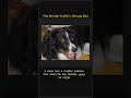 The Border Collie's Strong Eye 👁️🐑 #Shorts