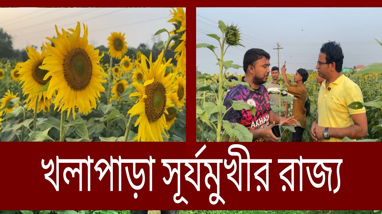 সূর্যমুখী ফুলের রাজ্য