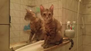 My little sweet cats