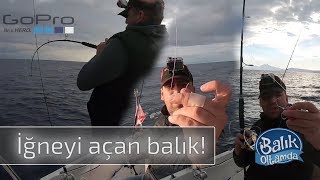 Koparan, Iğneyi Açan Ve Yakalanan Balıklar Tasmalama Anıyla Bu Videoda