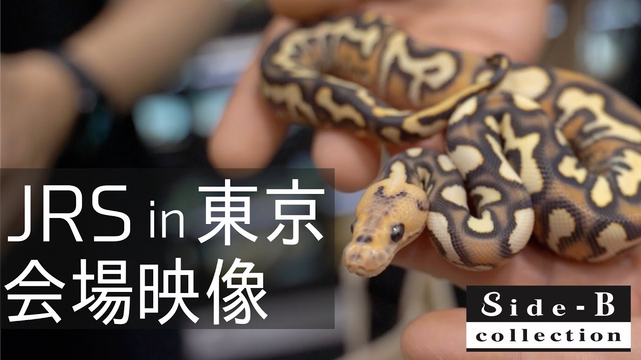 JRS in 東京 会場映像【ボールパイソン】