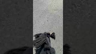 Gonna do some no music vids cause my cap cut ain’t working #hobbyhorse #hobbyhorsing