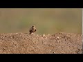 Rufous-tailed Lark