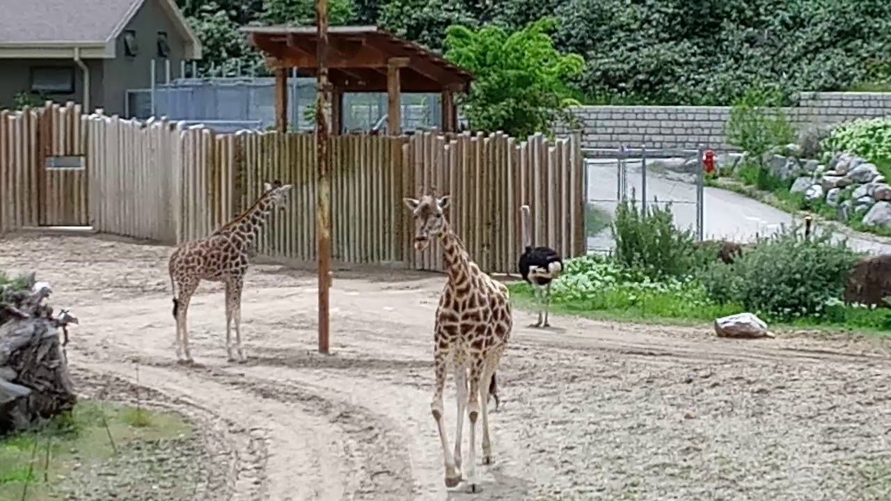 5/29/19 SALT LAKE CITY ZOO YouTube