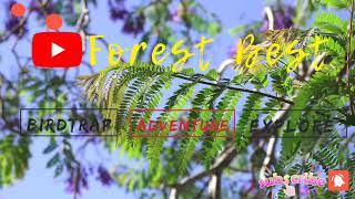 Forest Best Bird Trap Emerald Dove Intro