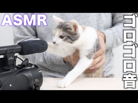 【ASMR】ゴロゴロファンに自らの全てを捧げる子猫が癒される