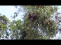 Les acacias pour protger lenvironnement