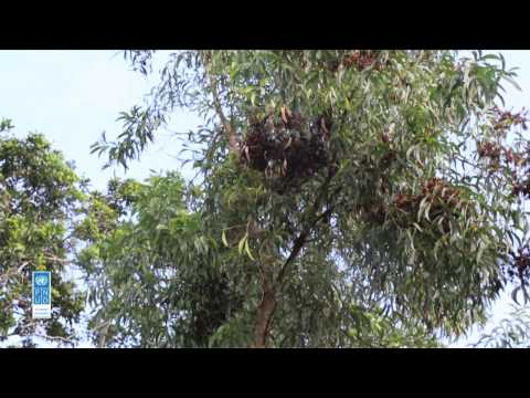 Vidéo: Comment Faire Pousser De L'acacia