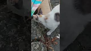 Pria malang itu masih mencari sesuatu.