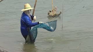 ยกยอน้ำนิ่งท้ายเขื่อนตะเพียนปลานิลมีให้ลุ้นเลื่อยๆครับ#catchingfish#EP597