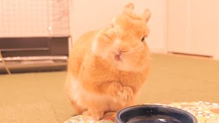 食事中のアクシデント顔がヤバすぎるムギさん。そして全てを拒みます【No.918】