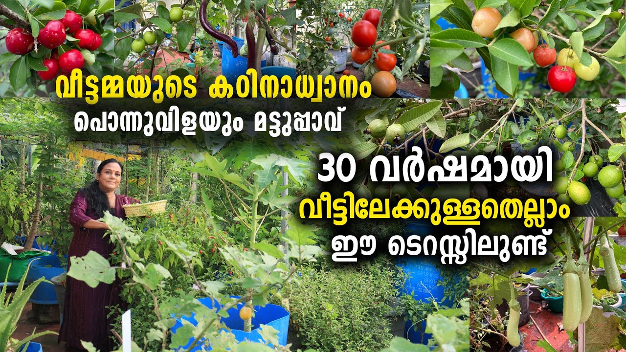 പൊന്നുവിളയും മട്ടുപ്പാവ് | 30 വർഷമായി വീ‌ട്ടിലേക്കുള്ളതെല്ലാം ഈ ‌‌‌ടെറസ്സിലുണ്ട്,Organic FarmingTips