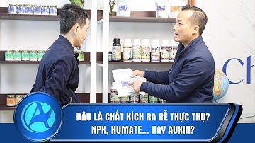 Đâu là chất kích ra rễ thực thụ? NPK, Humate... hay Auxin?