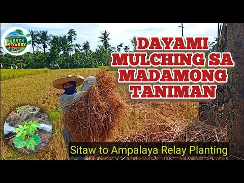 Video: Lumalagong Patatas Sa Ilalim Ng Dayami