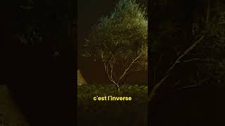 Les arbres nous apprennent quelque chose… #shortsfrancais