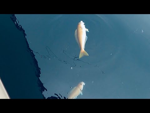 Video Câu Cá Bống Biển Trắng Nam California - Whitefish... - youtube