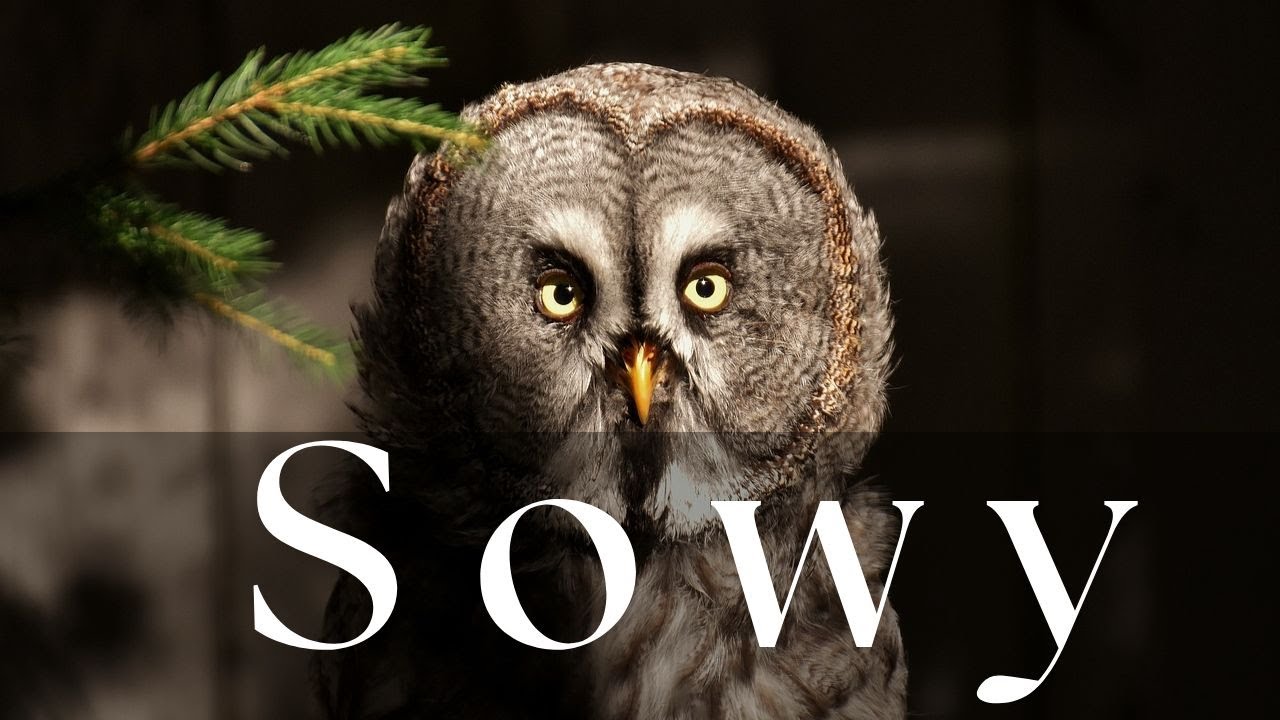 Wszystkie Sowy Polski - Prezentacja gatunków | Podcast o Zwierzętach nr 9