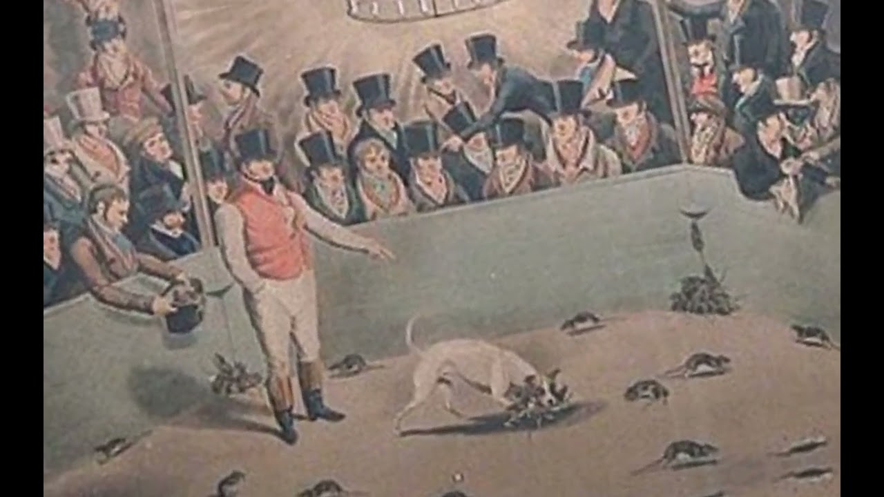 The disturbing history of Rat Baiting 😰