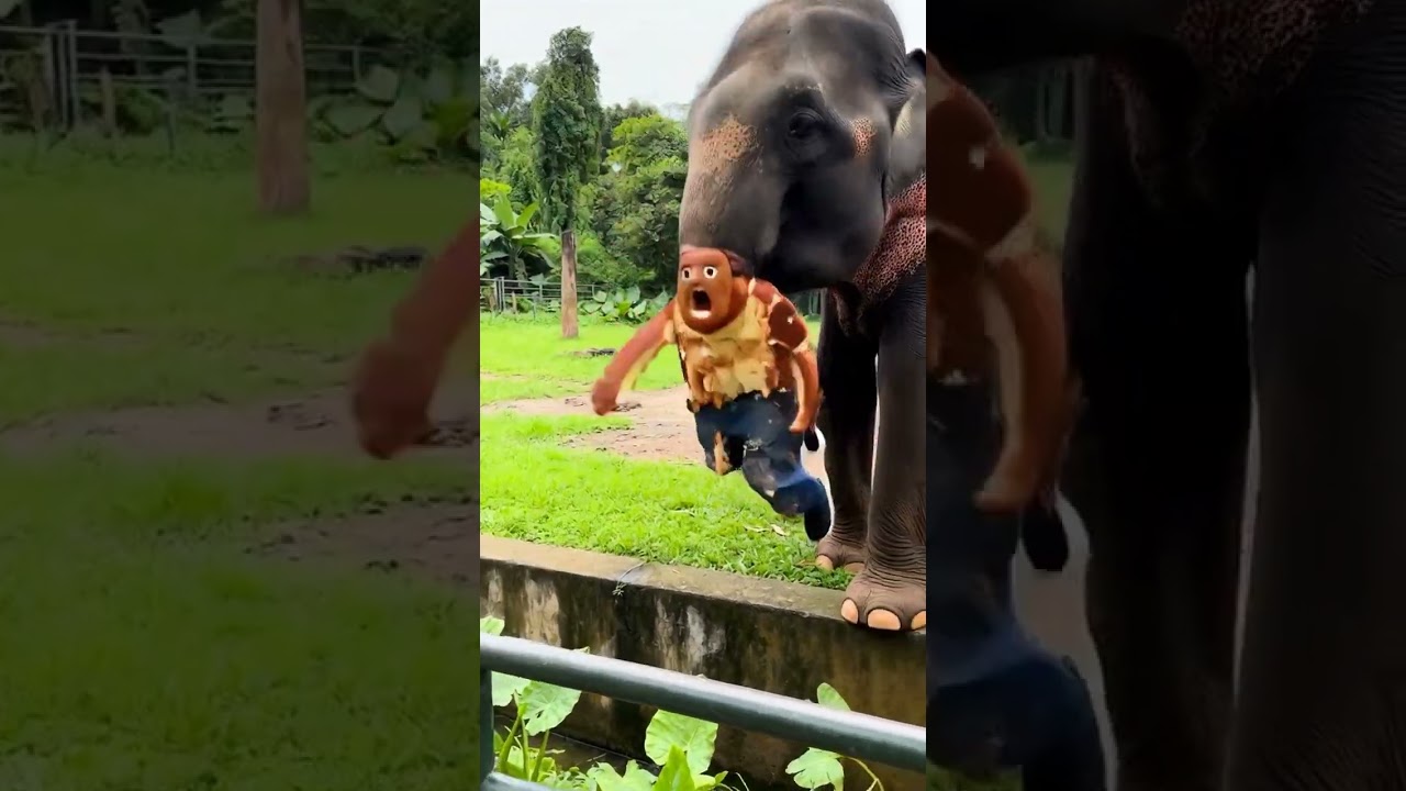 Elephant eats cake