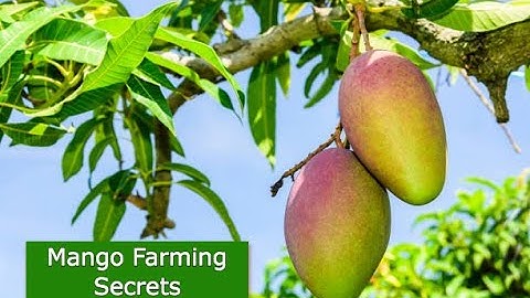 Top Ten Secrets to Succeed In Mango Farming