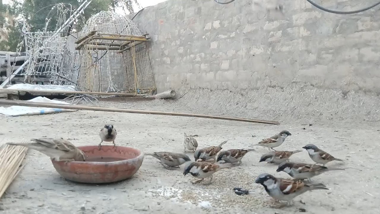 Episode 01 || Sparrows Morning Routine || Village Birds Feeding & Returning to Nests 🐦🌄