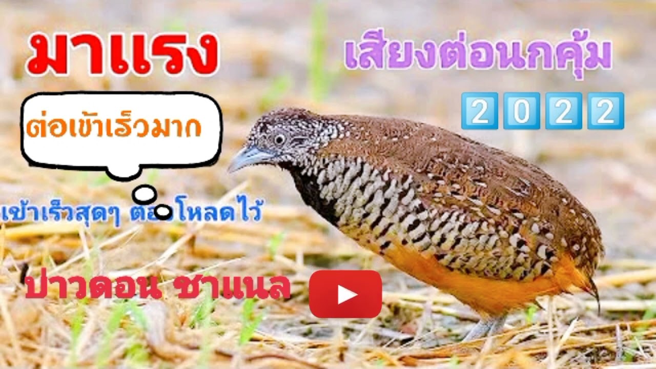 เสียงต่อนกคุ้ม ใช้ต่อลำโพงเข้าเร็วสุดๆ