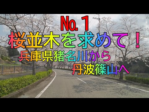 【原２バイクで走る】桜並木を求めて　兵庫県猪名川～丹波篠山 №1