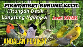 Suara pikat burung kecil RIBUTT ampuh 100% dijamin langsung ngumpul dalam hitungan DETIK 😱