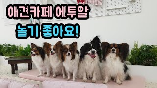 빠삐용 강아지 알콩달콩! 친구들과 에투알 다녀왔어요 Papillon dog