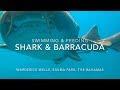 Shark  barracuda swimming with and feeding in the exumas the bahamas