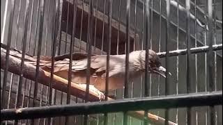 Murai Air Gacor full isian Tembakan Rapat Masteran Murai Batu, Trucukan, Kacer, Kenari Ciblek Cendet