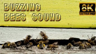 Buzzing Bees Sound 🐝 Honey Bees Bringing pollen into the Hive in 8K Ultra HD 🐝 Relaxing Nature Video