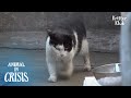 Mother Cat Can Do Anything For Her Child Even With Her Twisted Foreleg | Animal in Crisis EP203