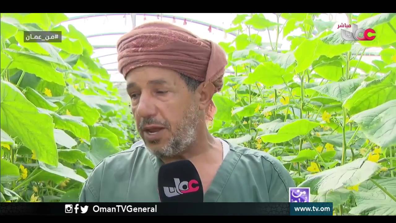 تجربة رائدة من الزراعة التقليدية إلى البيوت المحمية | من عمان | الأربعاء 5 أكتوبر 2016م