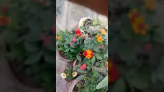 Video of Plants