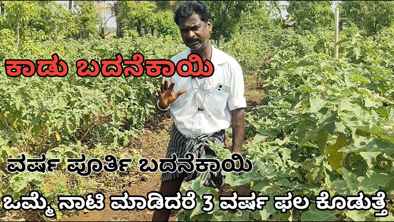 ಒಮ್ಮೆ ನಾಟಿ ಮಾಡಿದರೆ 3 ವರ್ಷ ಫಲ ಕೊಡುತ್ತೆ | ಕಾಡುಬದನೆ ಕಡಿಮೆ ಖರ್ಚಿನಲ್ಲಿ ಹೆಚ್ಚು ಆದಾಯ |ಪ್ರತಿ ವಾರ ₹3 -4 ಸಾವಿರ