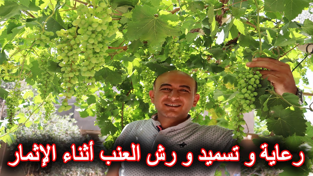 رعاية و تسميد و ري و رش أشجار العنب أثناء فترة الإثمار