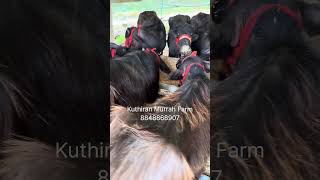 ഈസ്റ്ററിന് തൃശ്ശൂരിൽ വന്ന ഹരിയാന മുറ പോത്തുകൾ kuthiran murrah farm