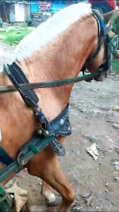 Kuda Delman Warna Coklat || Kuda Renggong || Horse || Naik Ke Puncak Gunung Lagu Anak Indonesia