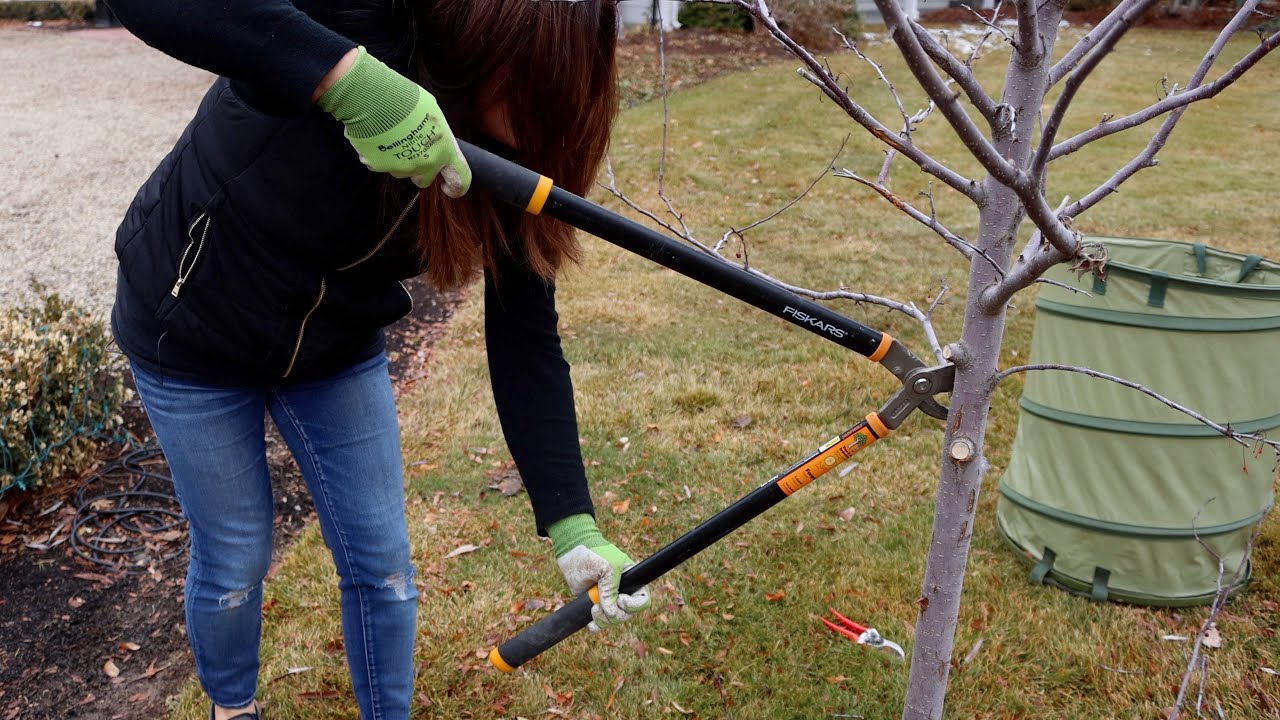 Pruning a Couple Trees In My Garden! 🌳 ️👩‍🌾// Garden Answer - YouTube